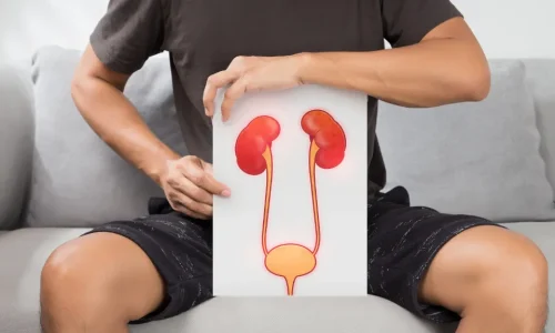 Mężczyzna trzymający ilustrację układu moczowego – infekcje dróg moczowych u mężczyzn