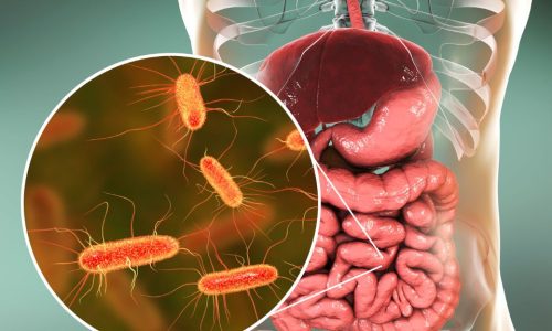Rola mikrobiomu jelitowego – jak bakterie wpływają na nasze zdrowie?